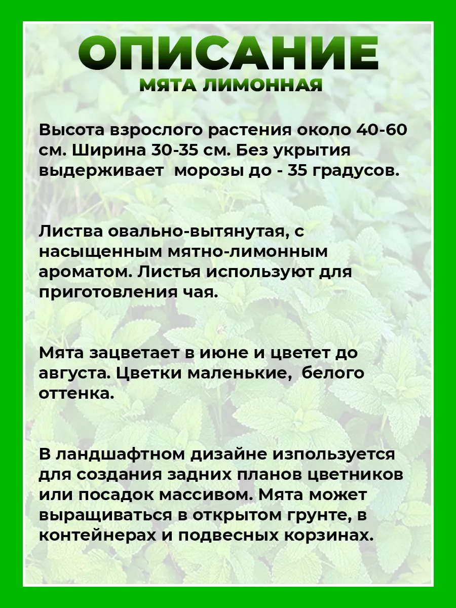 Мята Лимонная