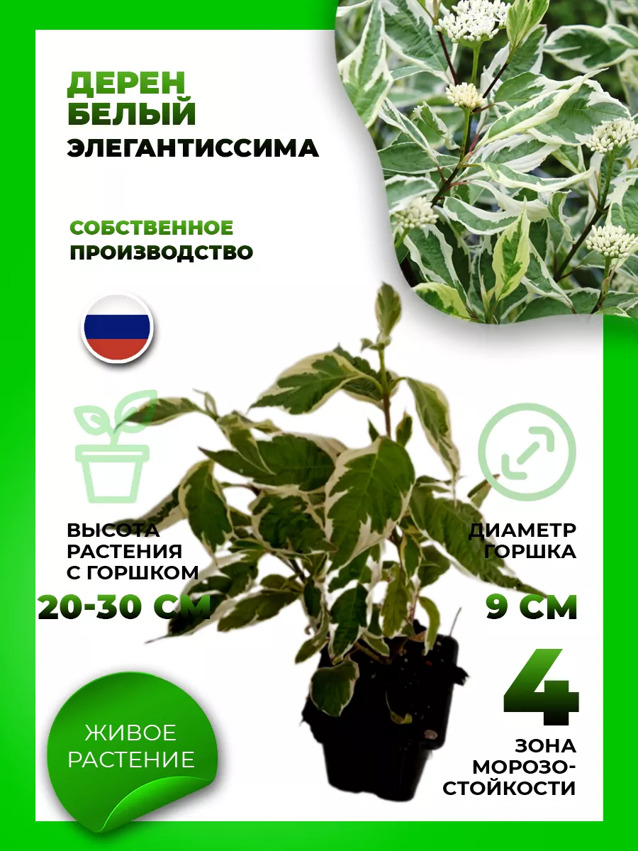 Дерен белый Элегантиссима