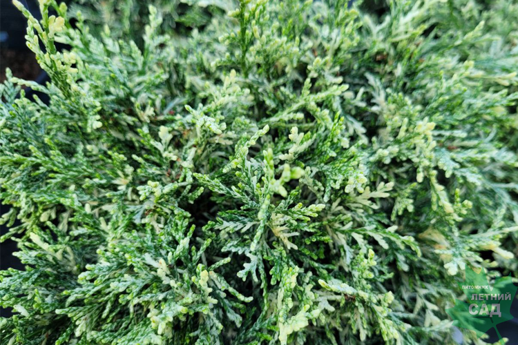 Кипарисовик Перли Свирлс С3