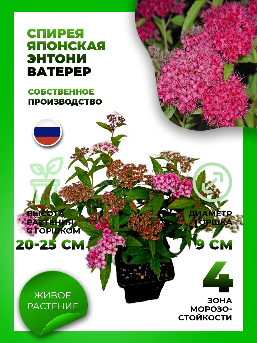 Спирея японская Энтони Ватерер