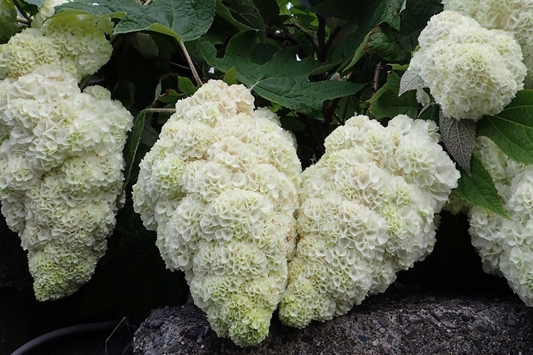 Гортензия дуболистная Тара Р12