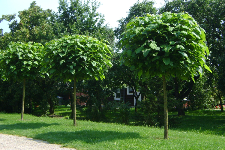 катальпа