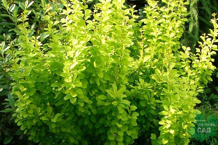 Барбарис Тунберга Эректа (Berberis thunbergii Erecta) С7,5