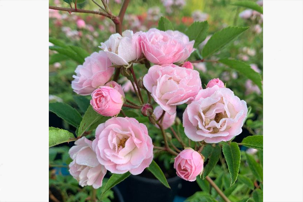 Роза мускусный гибрид Хевенли Пинк (Rosa Hybrid Musk Heavenly Pink) 1