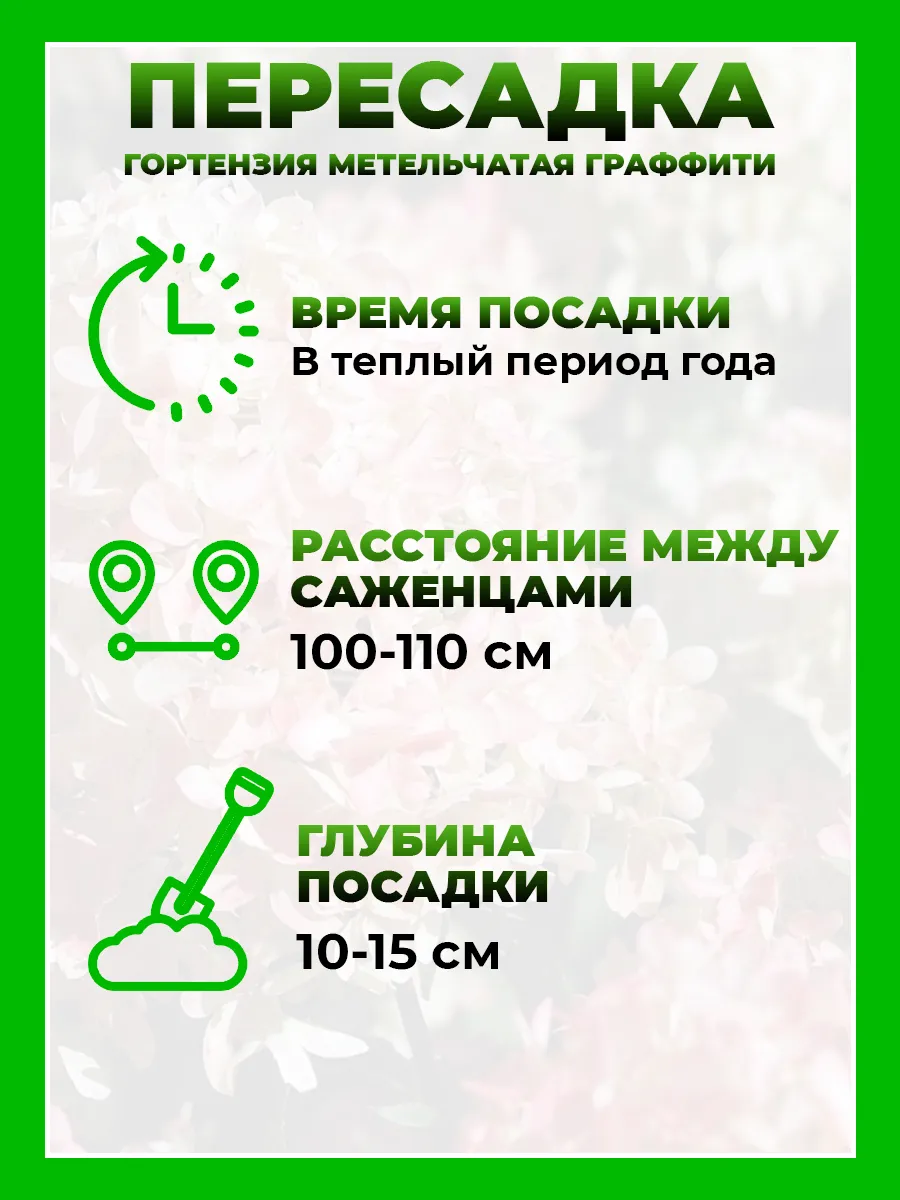 Гортензия метельчатая Граффити