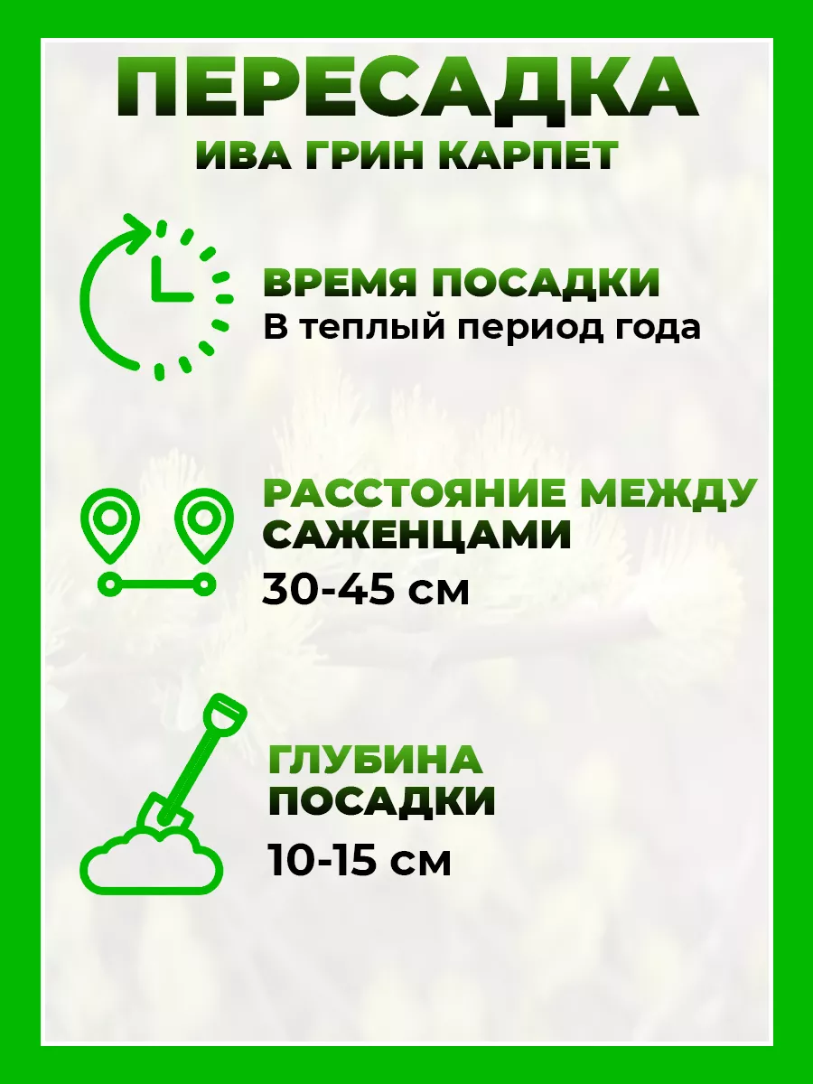 Ива ползучая Грин Карпет