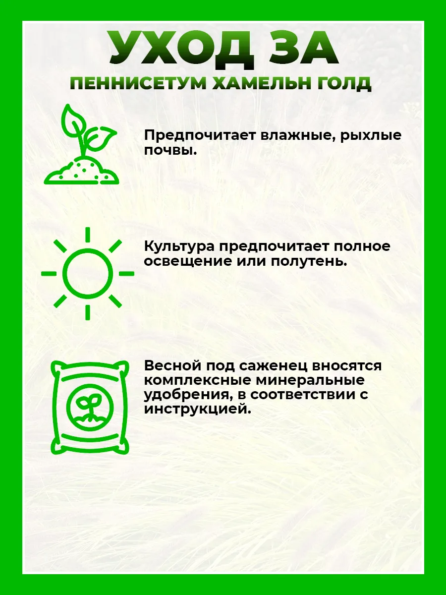 Пеннисетум лисохвостый Хамельн Голд
