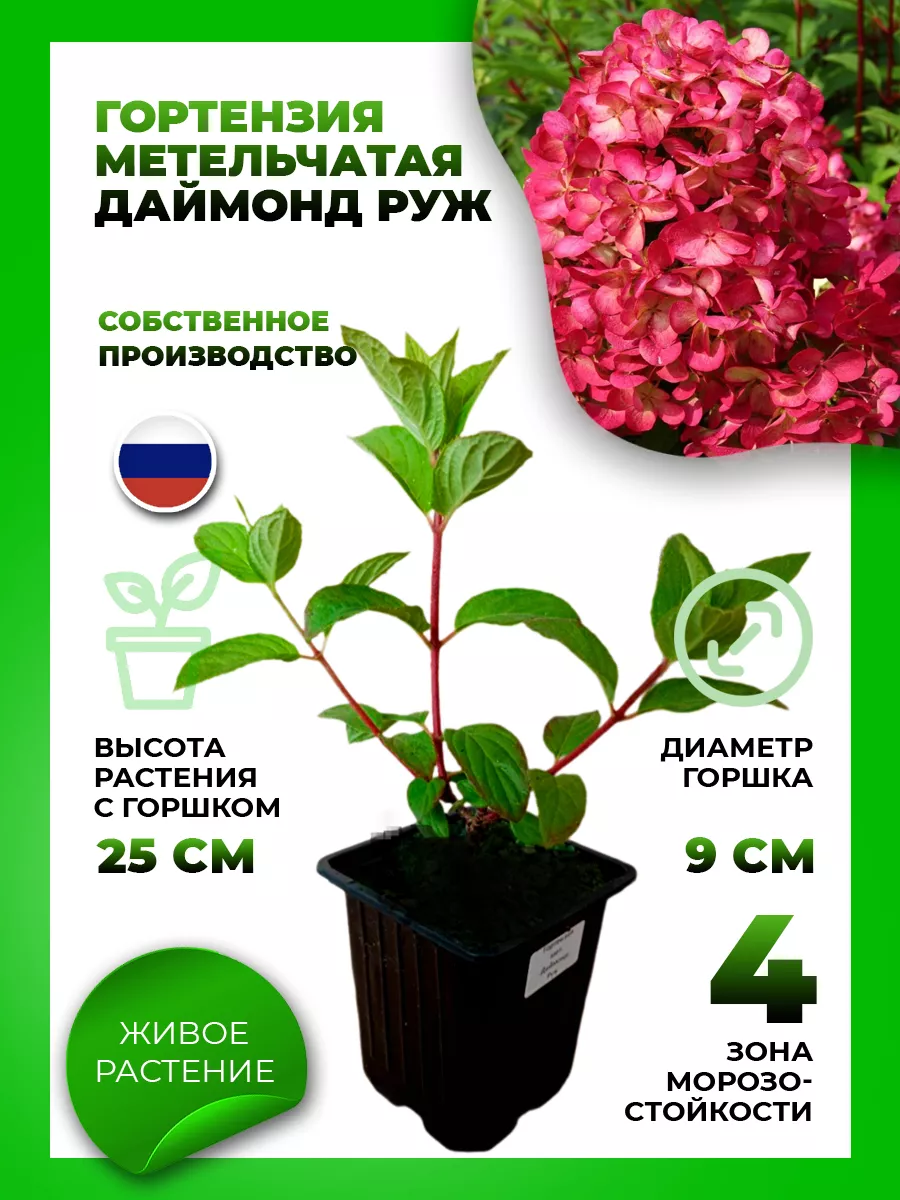 Гортензия метельчатая Даймонд Руж