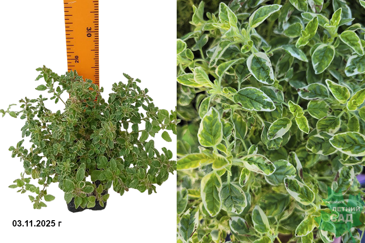 Душица обыкновенная Вариегатум (Origanum Variegata) Р9 лс