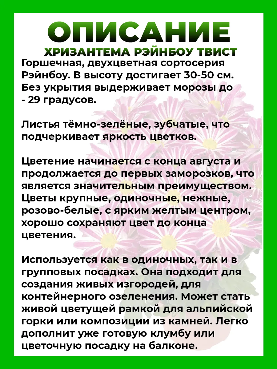 Хризантема крупноцветковая Рэйнбоу Твист