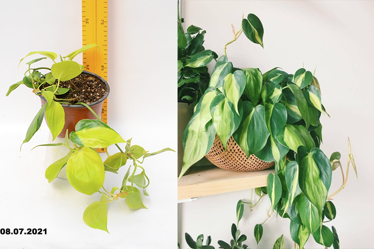 Филодендрон Сканденс Бразил