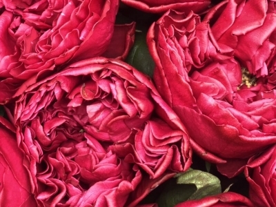 3263_roza-sadovaya-raspberry-elegance-