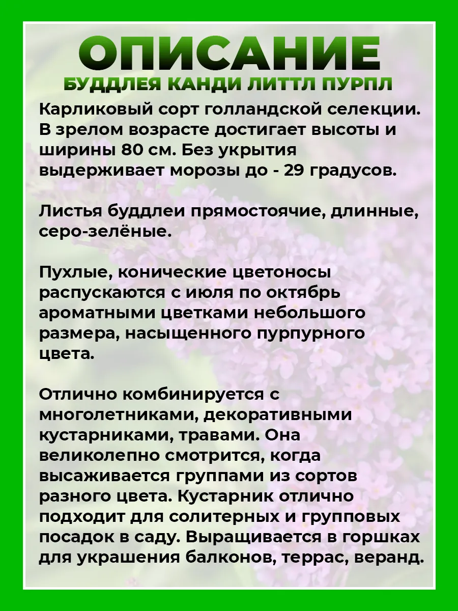 Буддлея Давида Баттерфляй Канди Литтл Пурпл