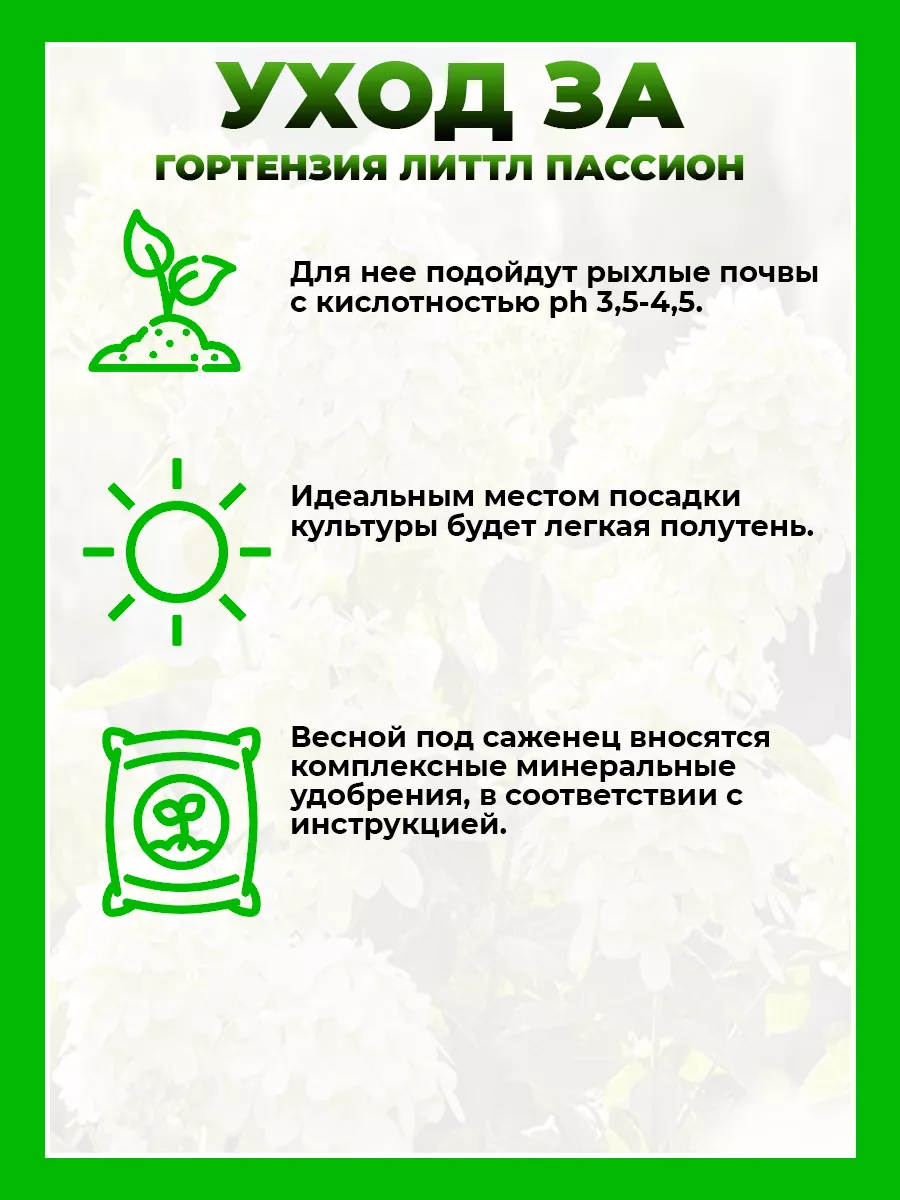 Гортензия метельчатая Литтл Пэшн