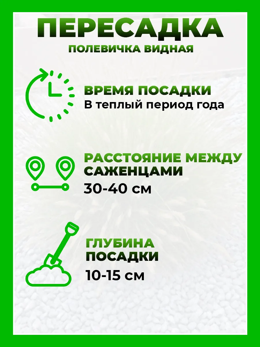 Полевичка видная