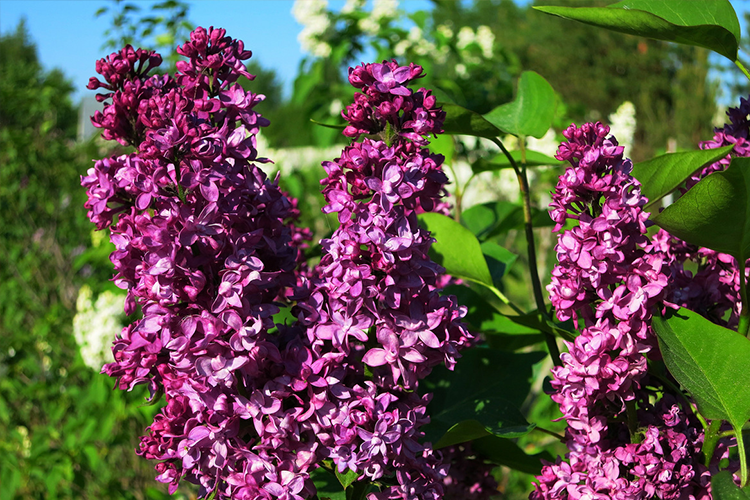 шарль жоори