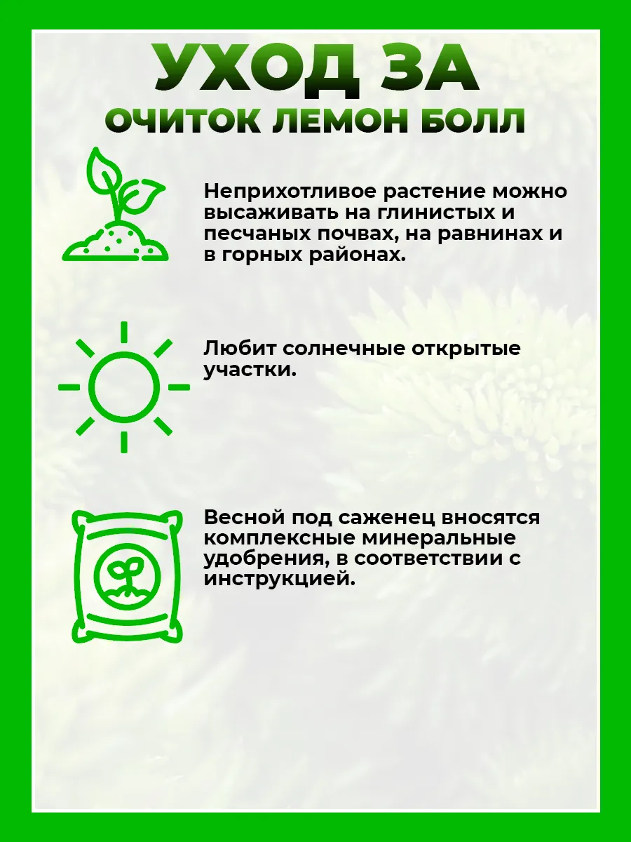 Очиток отогнутый Лемон Болл