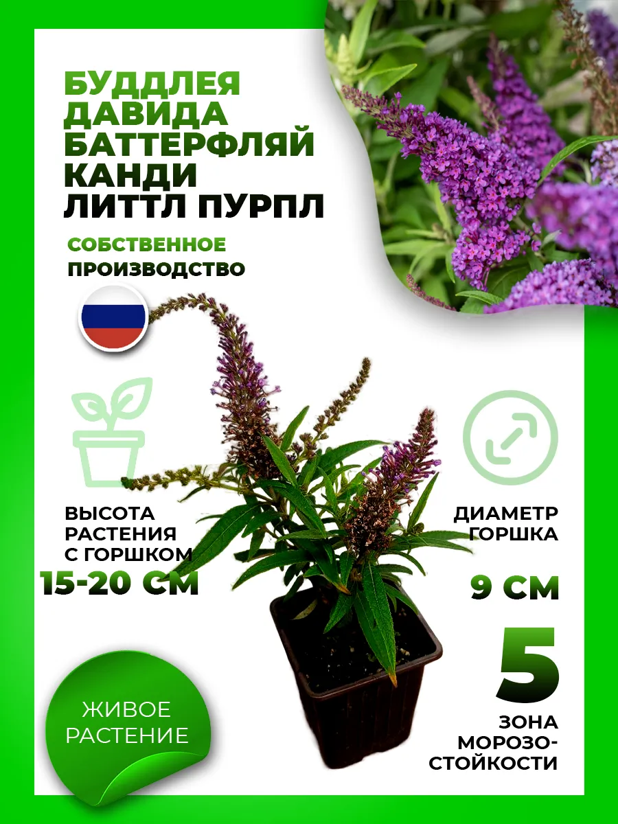 Буддлея Давида Баттерфляй Канди Литтл Пурпл