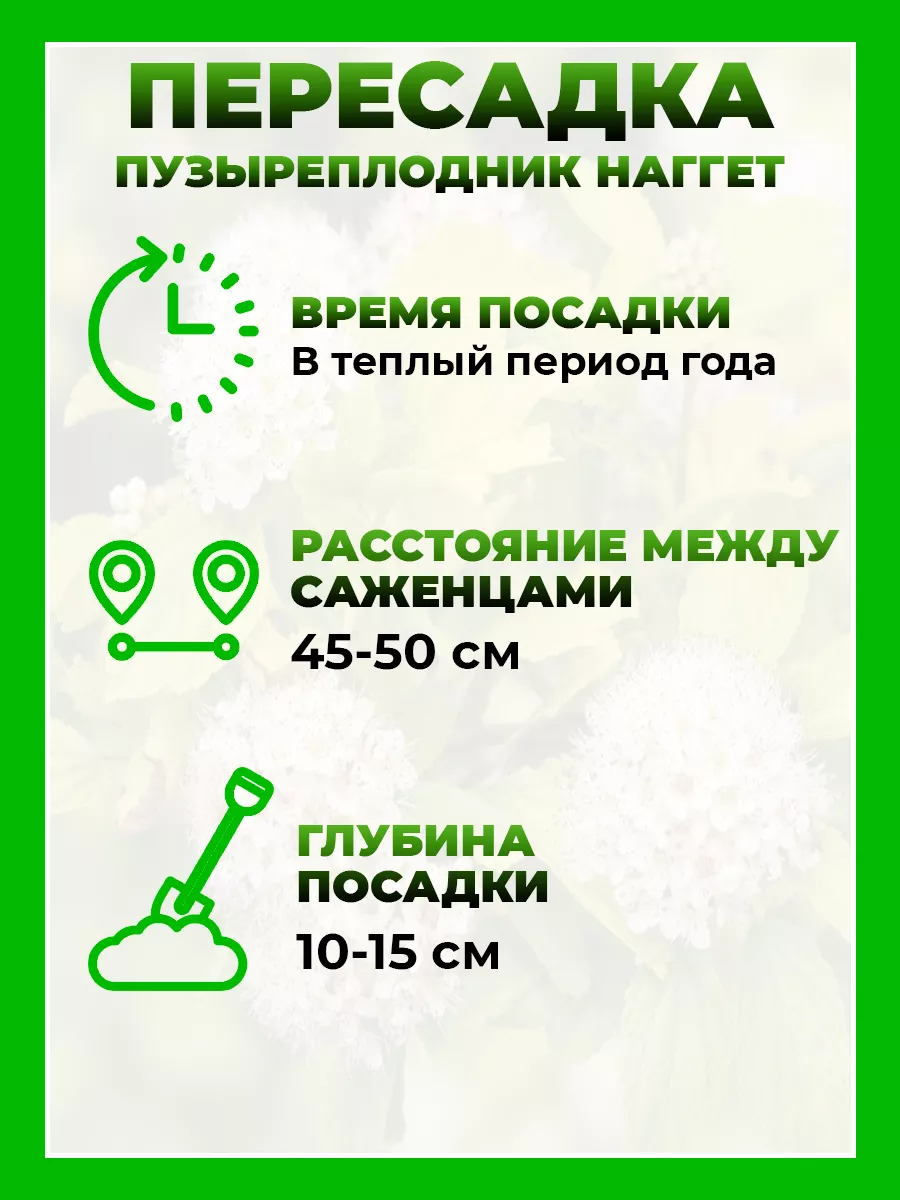 Пузыреплодник калинолистный Наггет