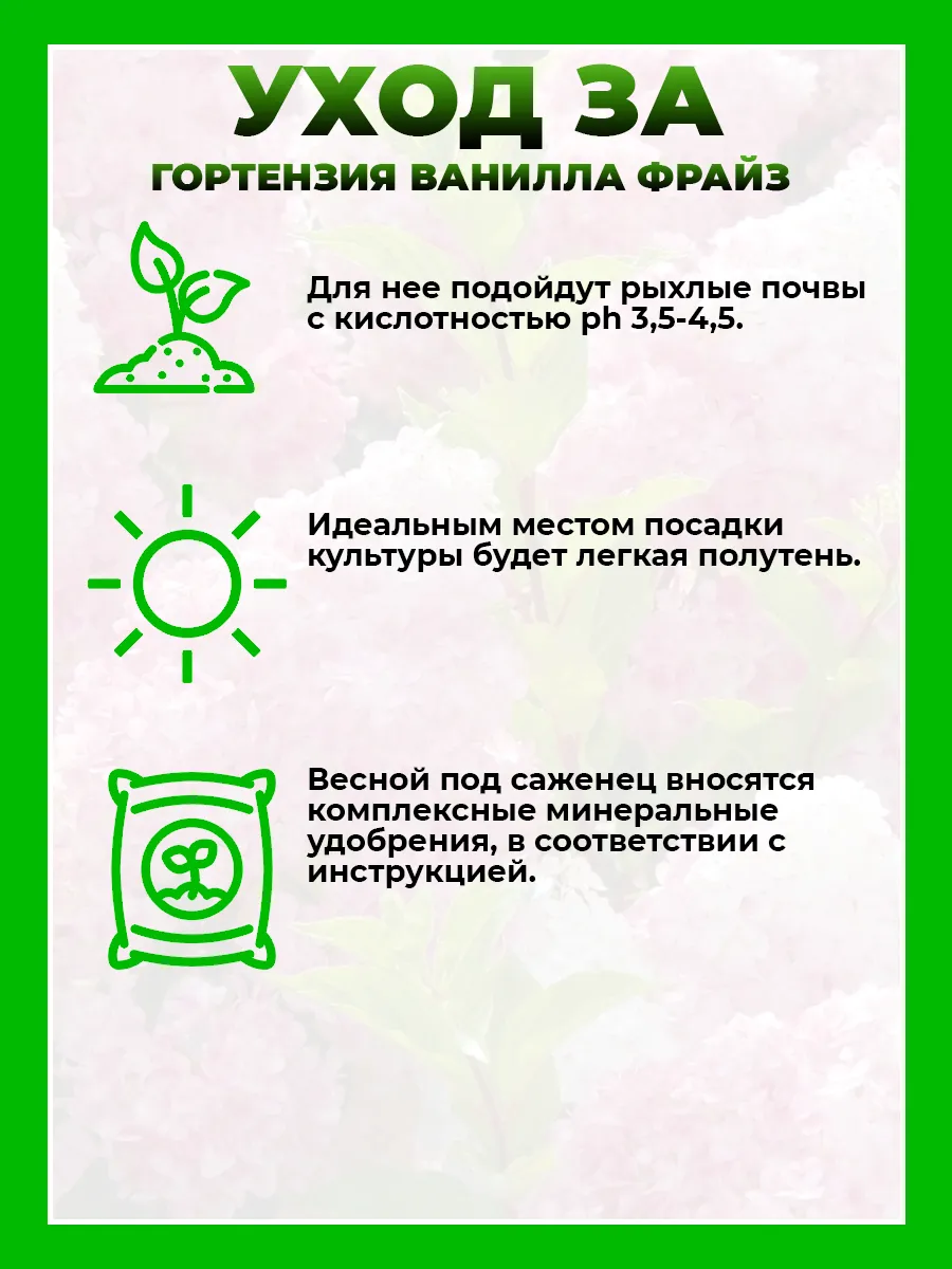 Гортензия метельчатая Ванилла Фрайз