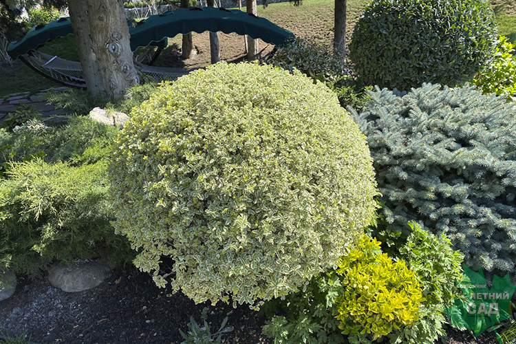Бирючина ибота Мюсли (Ligustrum ibota Musli)