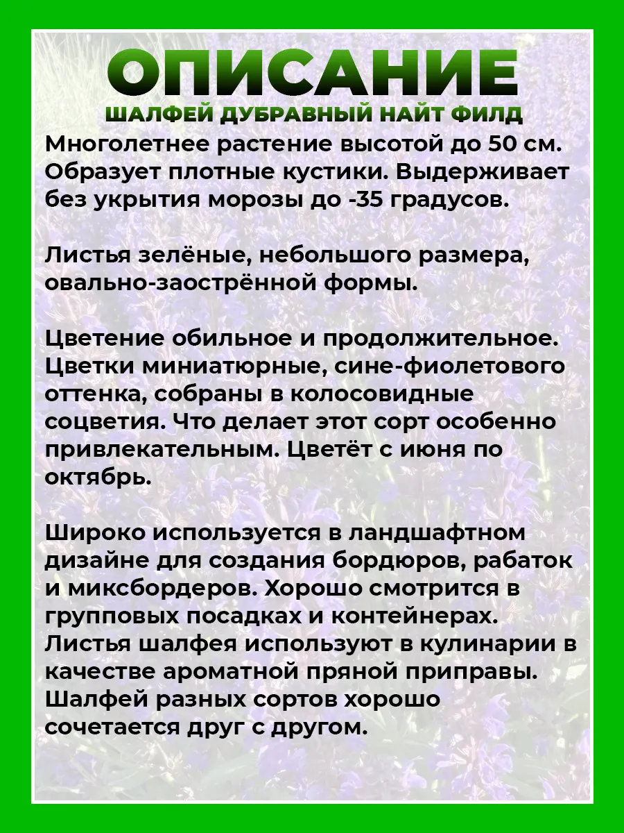 Шалфей дубравный Найт Филд