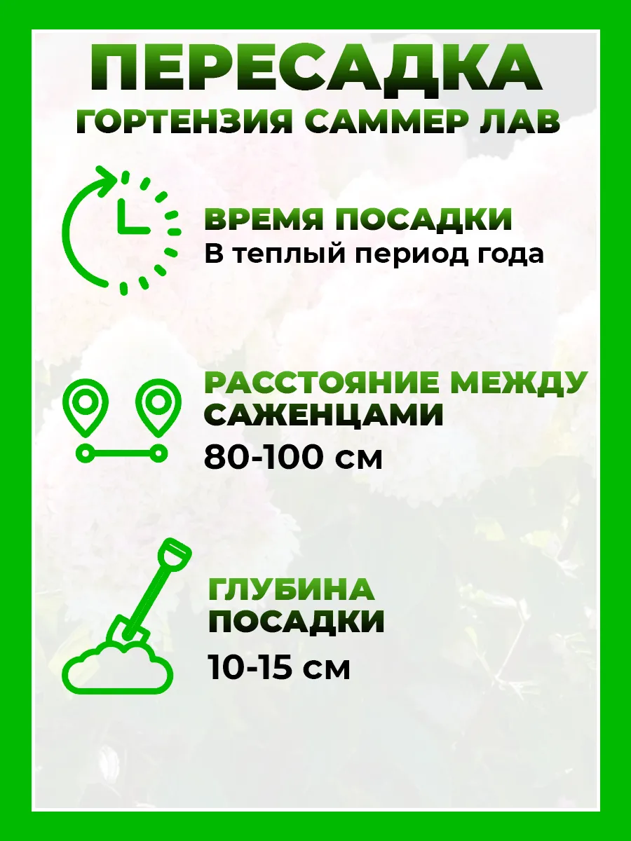 Гортензия метельчатая Саммер Лав
