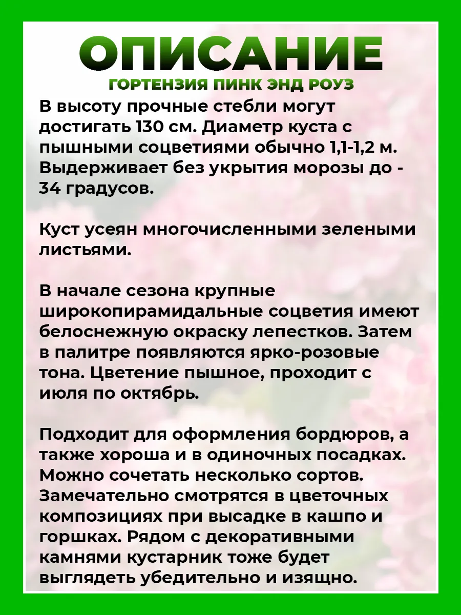 Гортензия метельчатая Пинк энд Роуз