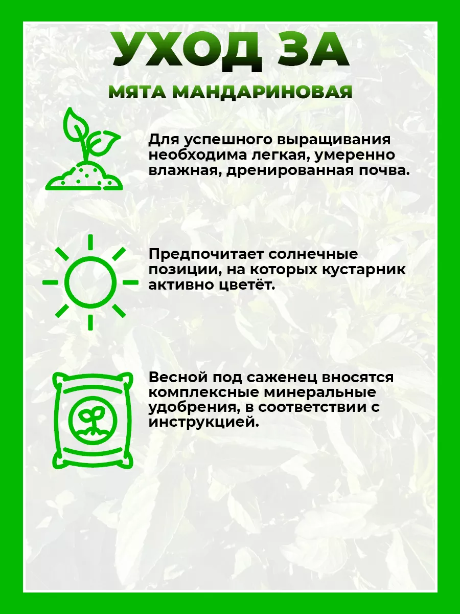 Мята Мандариновая
