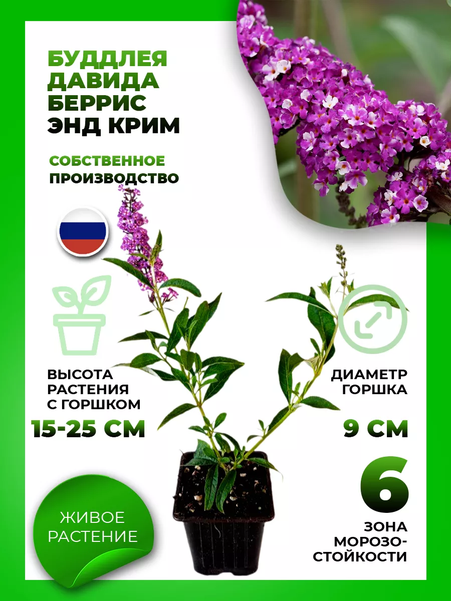 Буддлея Давида Беррис энд Крим