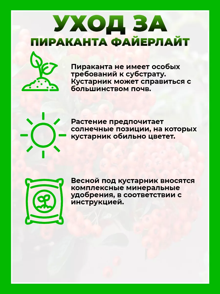 Пираканта гибридная Файерлайт