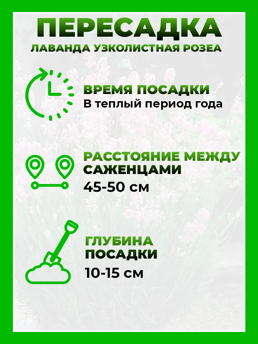 Лаванда узколистная Розеа
