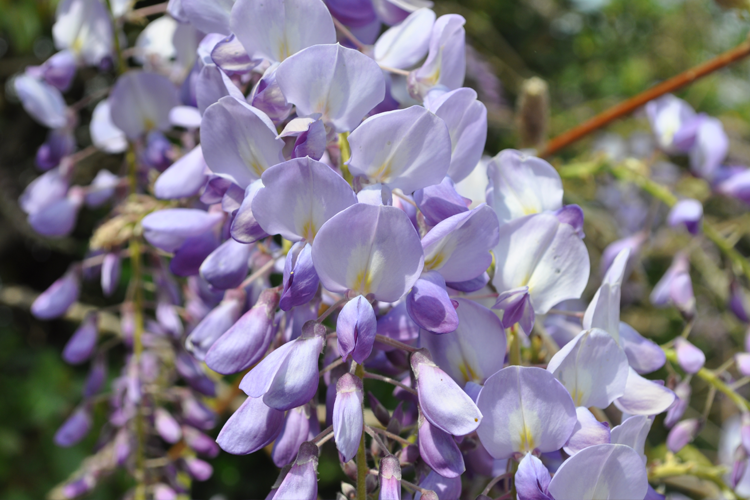 Глициния китайская Каролайн