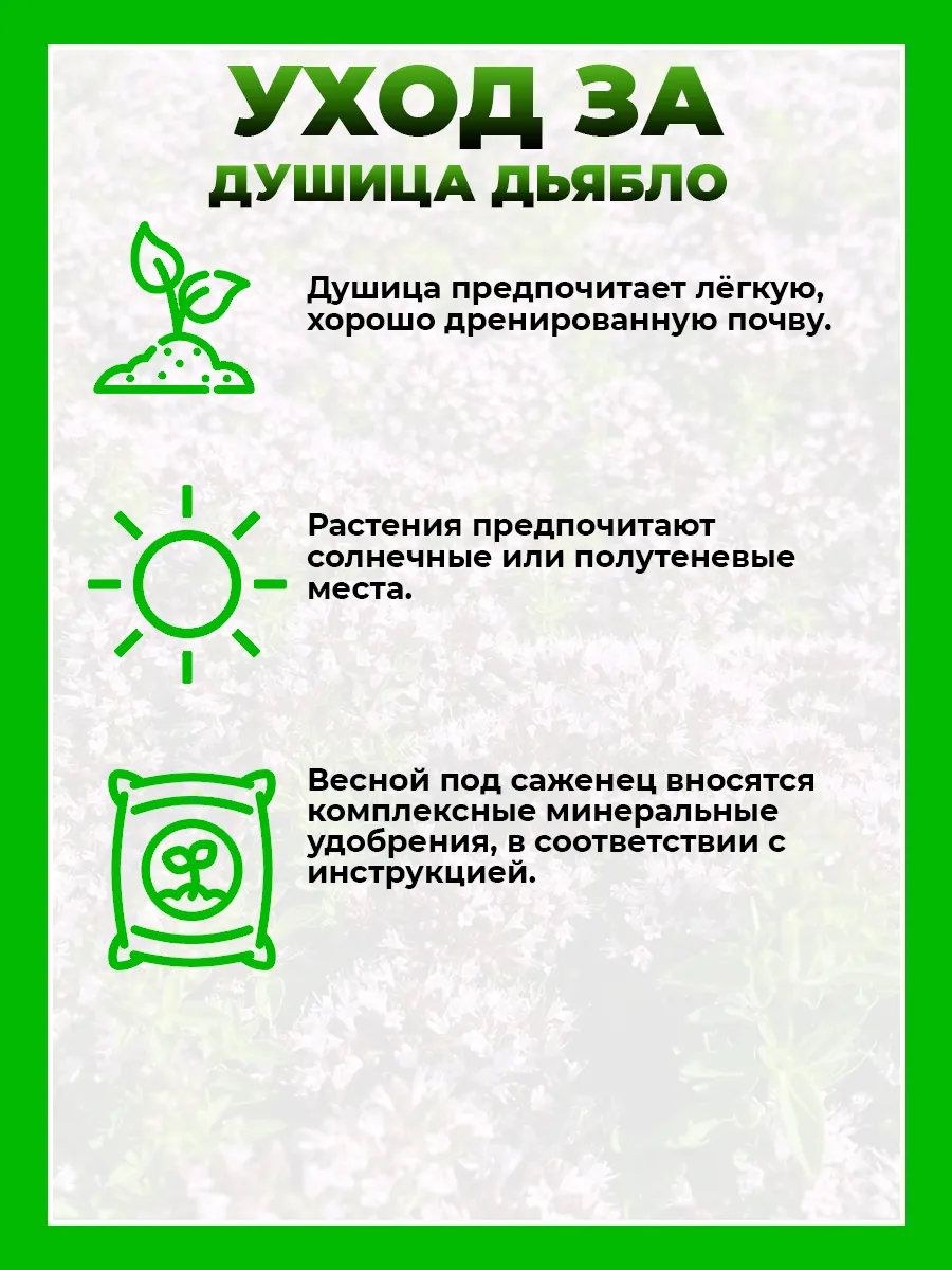 Душица обыкновенная Дьябло