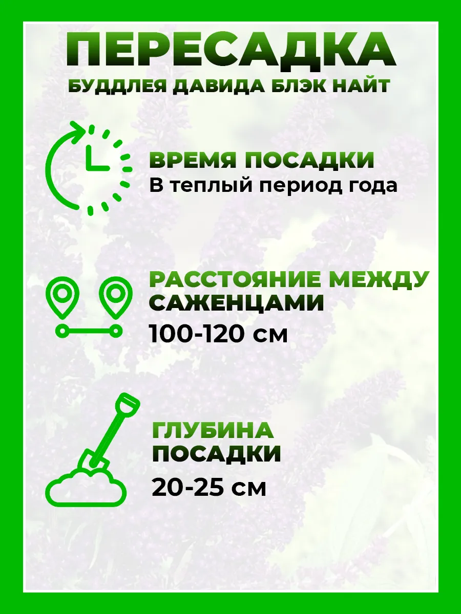 Буддлея Давида Блэк Найт