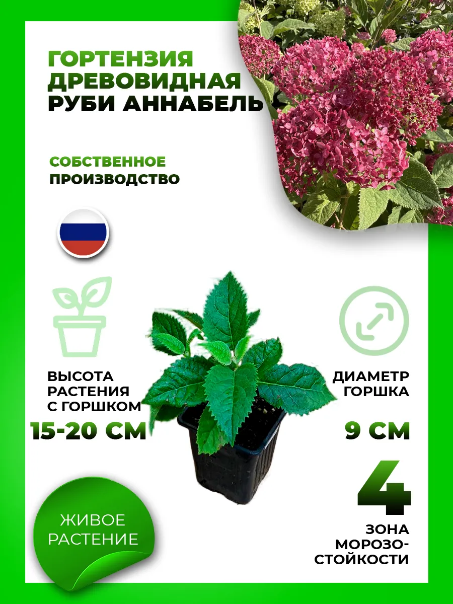 Гортензия древовидная Руби Аннабель