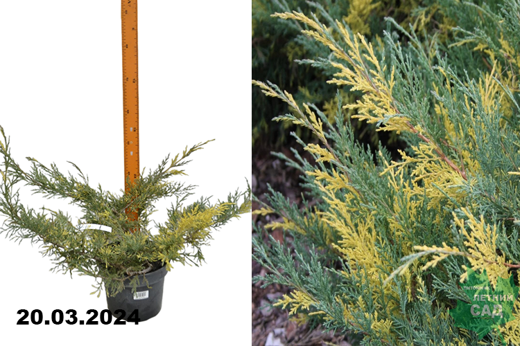 Можжевельник средний Блю энд Голд (Juniperus media Blue and Gold) С5