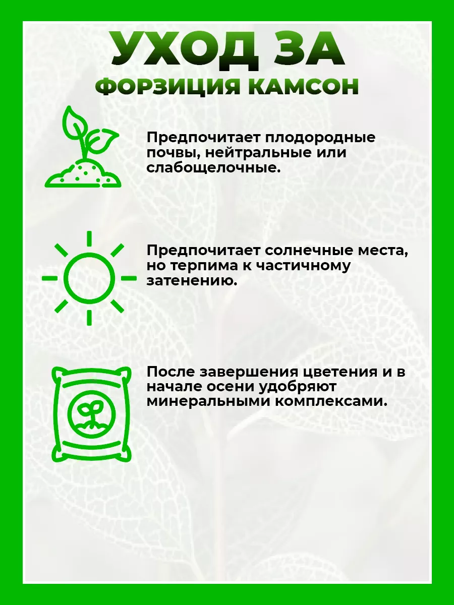 Форзиция зеленейшая Камсон