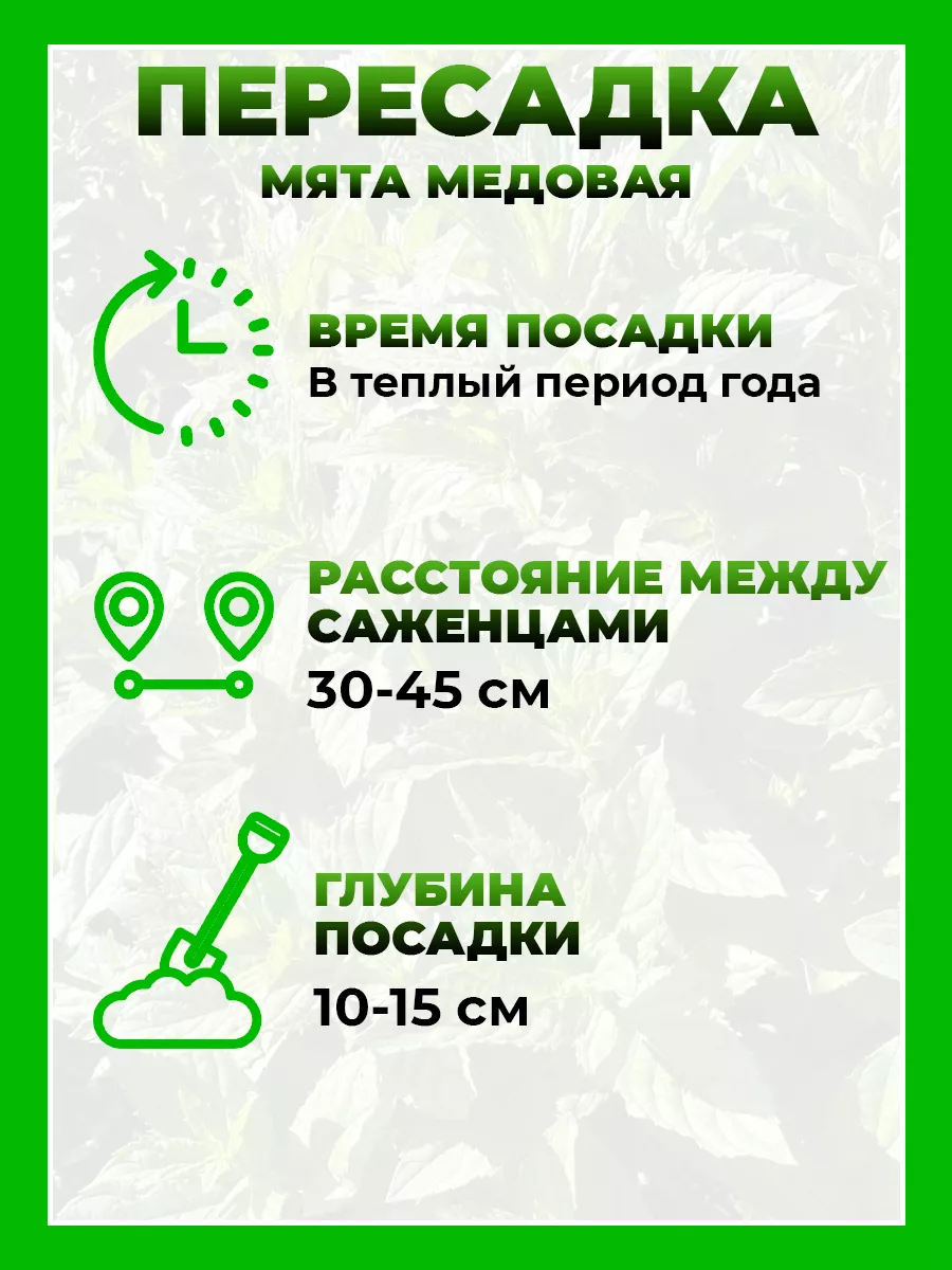 Мята Медовая