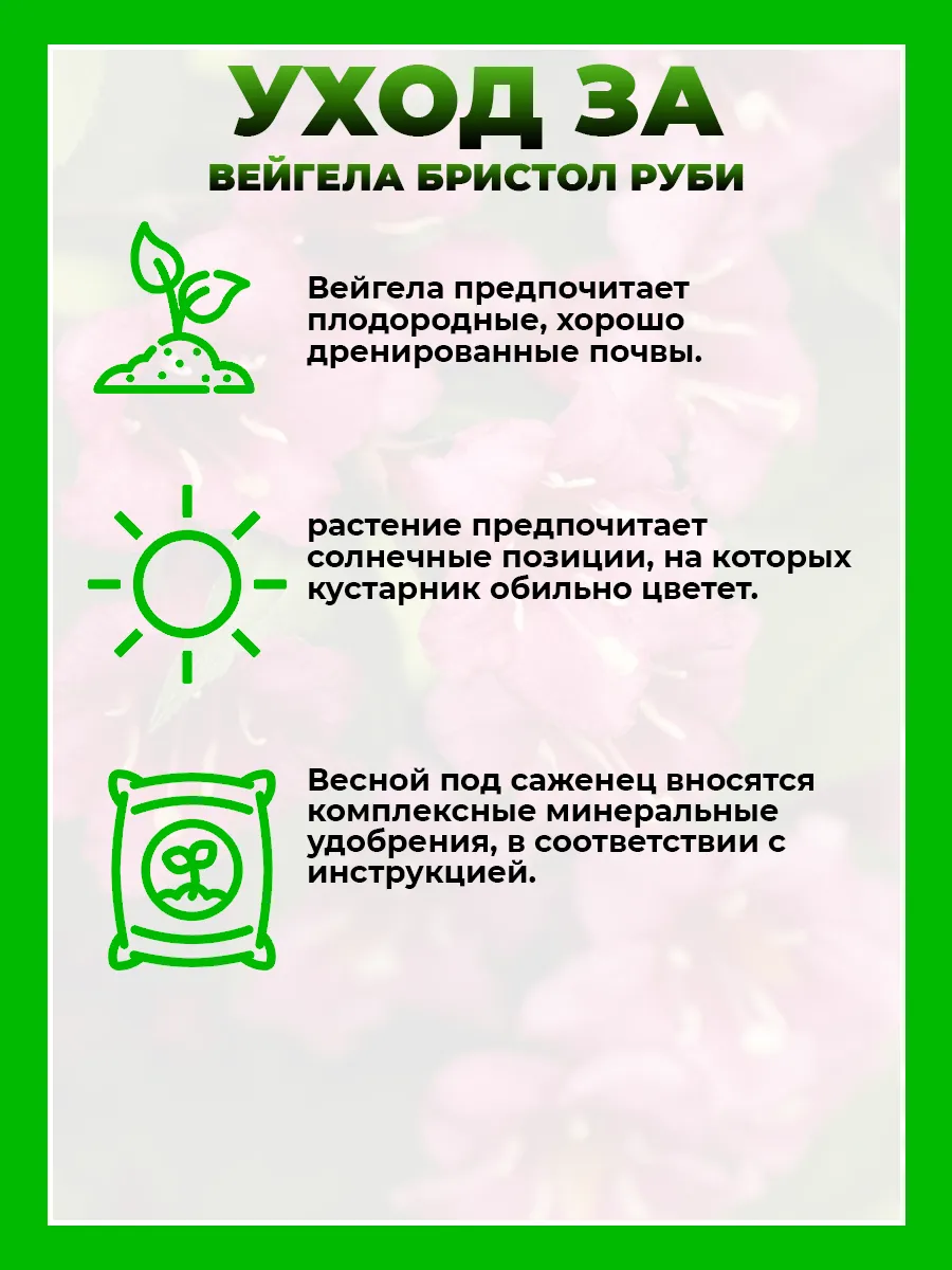 Вейгела гибридная Бристоль Руби