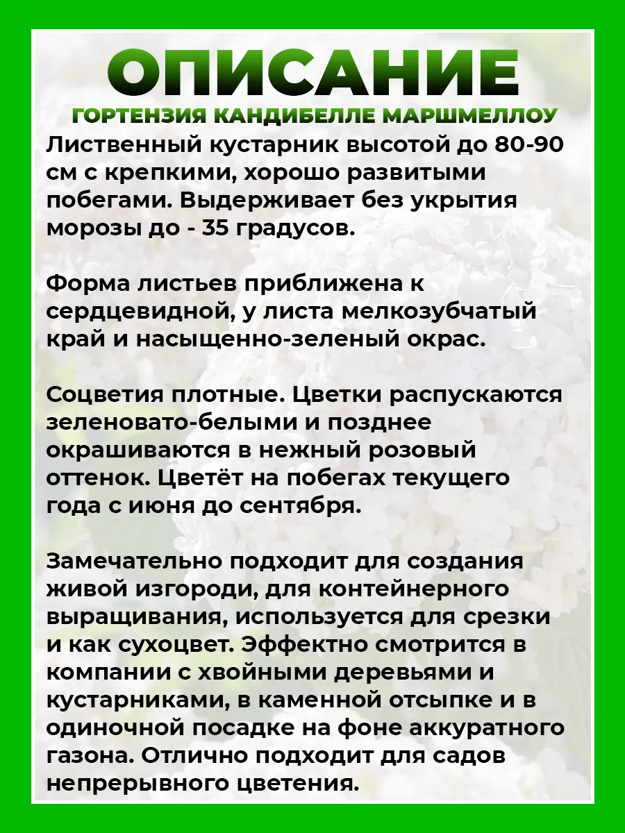 Гортензия древовидная Кандибелле Маршмеллоу