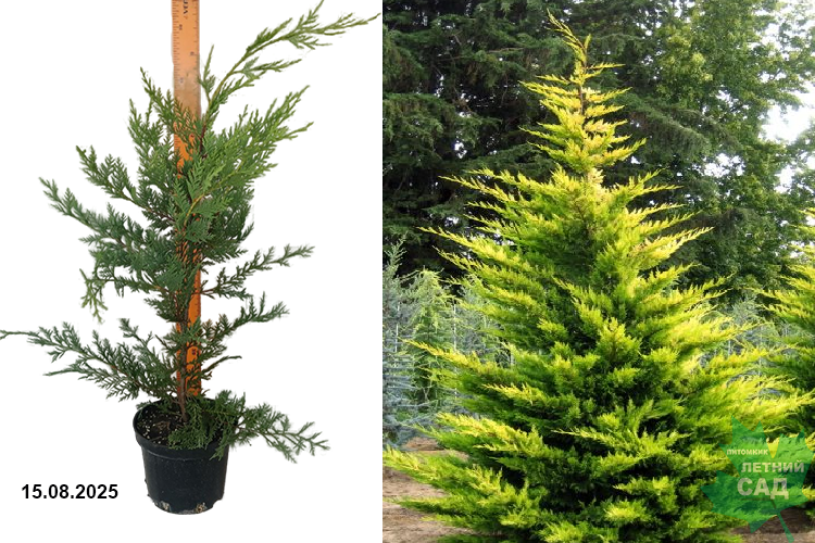Купрессоципарис Лейланда Кастлевеллан Голд (Cupressocyparis leylandii Castlewellan Gold) С3 х