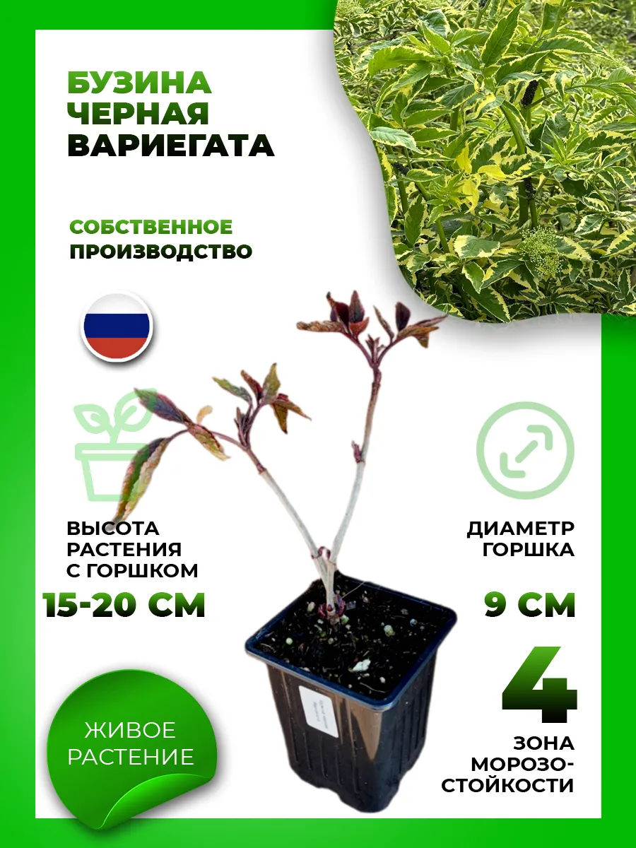 Бузина черная Вариегата