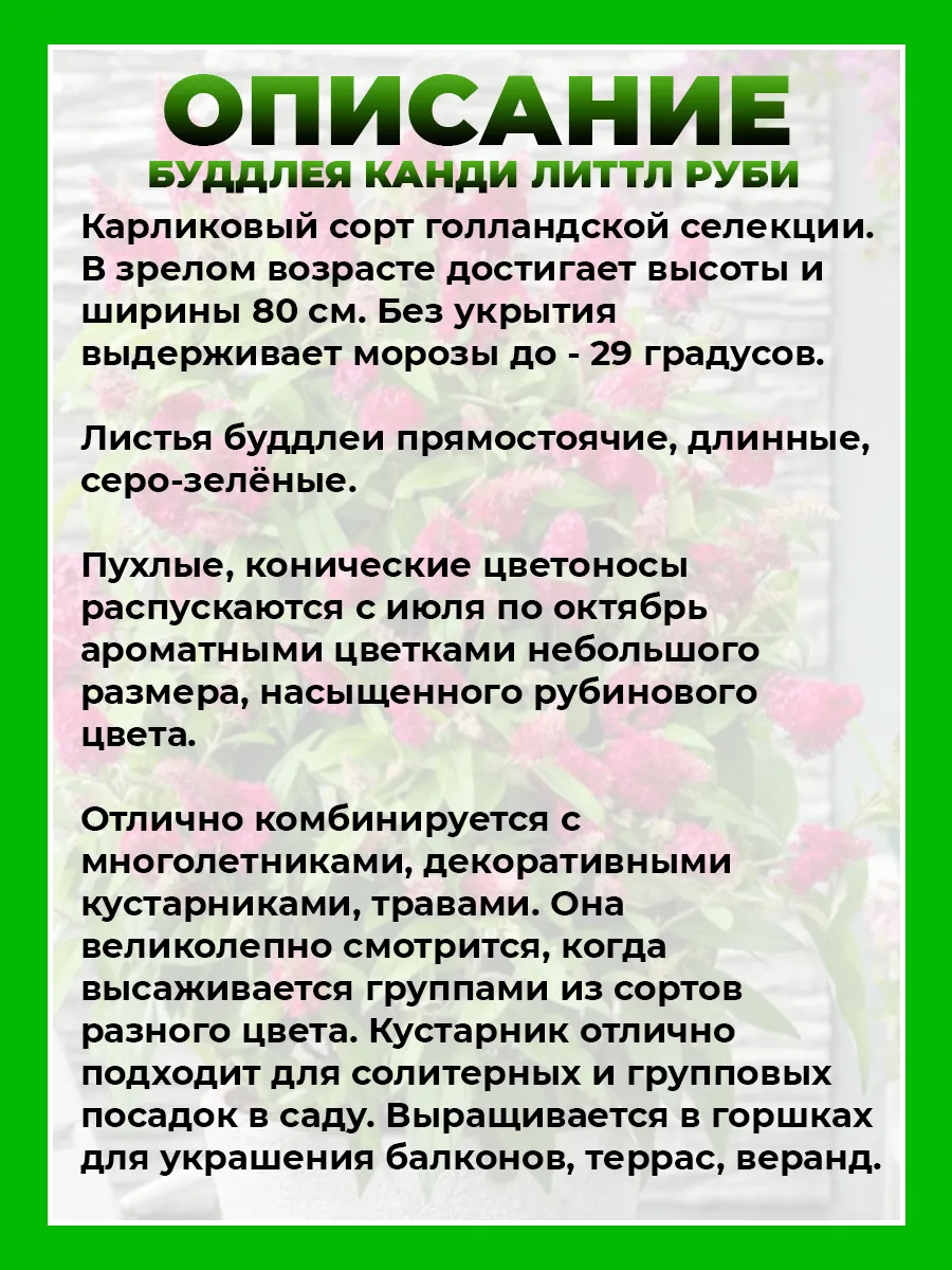 Буддлея Давида Баттерфляй Канди Литтл Руби