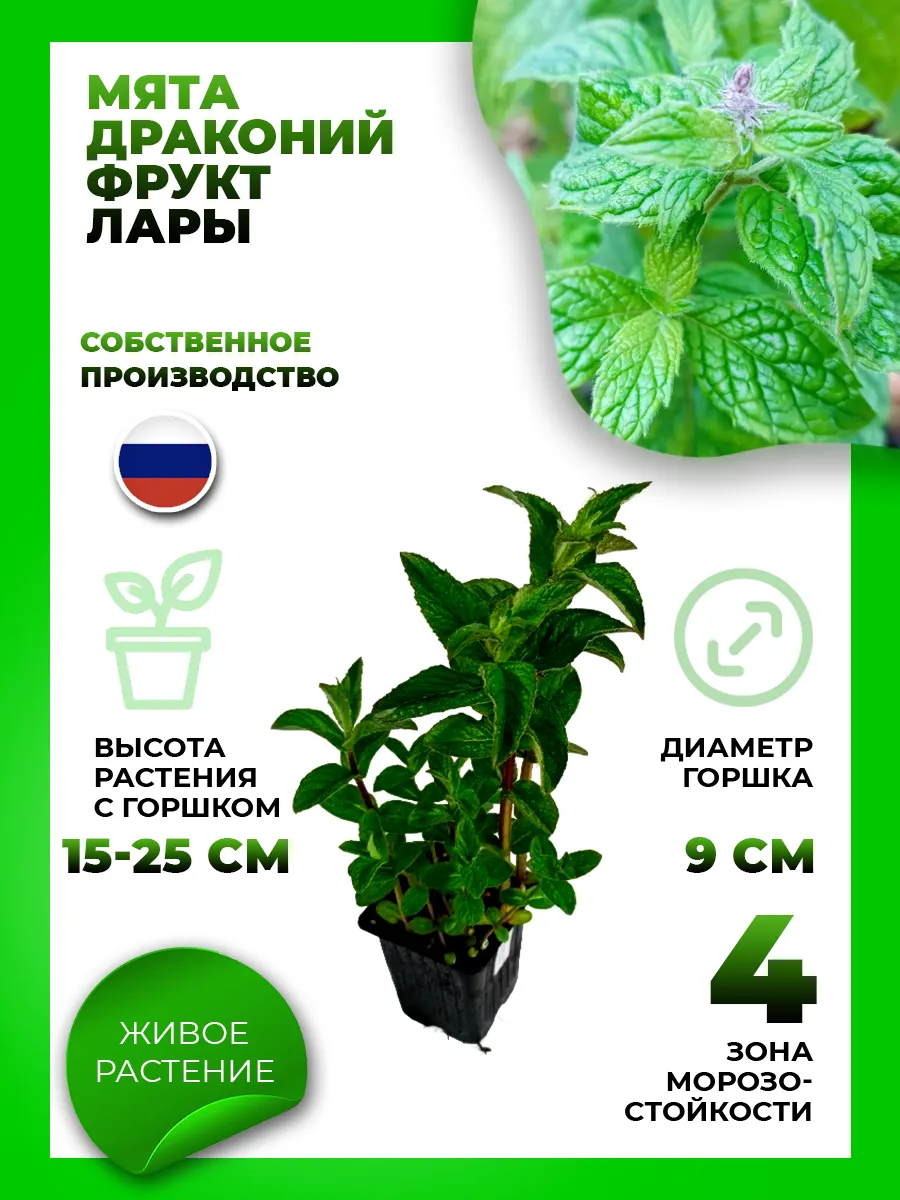 Мята Драконий фрукт Лары