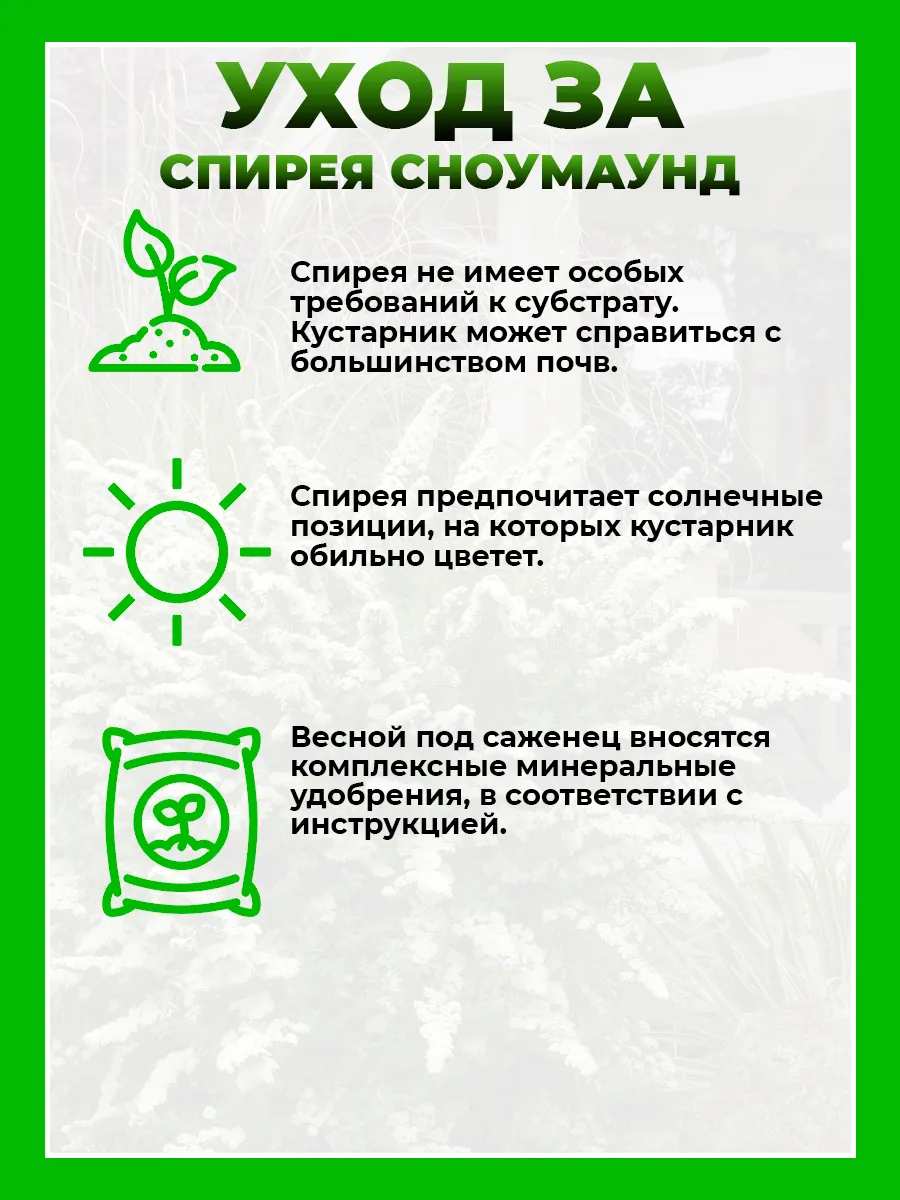 Спирея ниппонская Сноумаунд