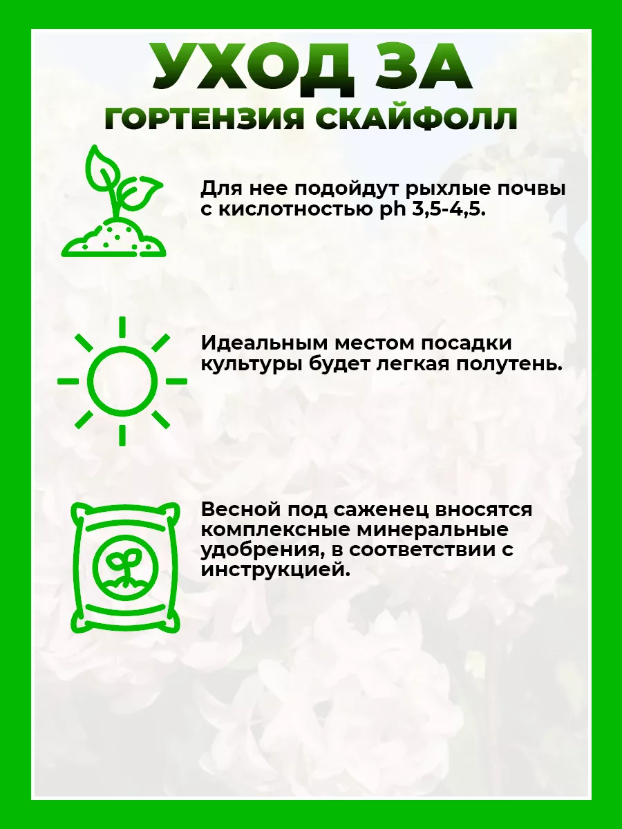 Гортензия метельчатая Скайфолл