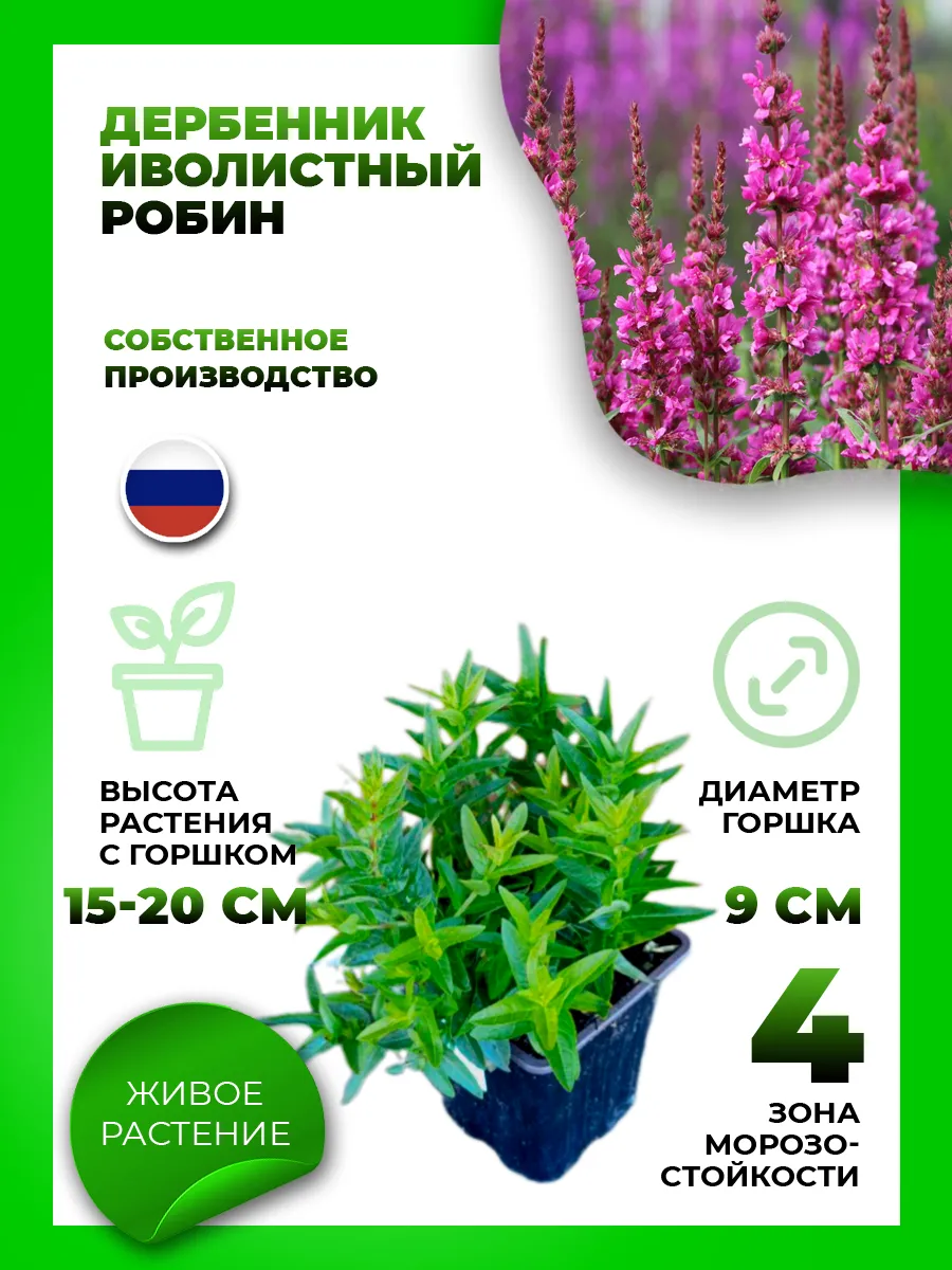 Дербенник иволистный Робин