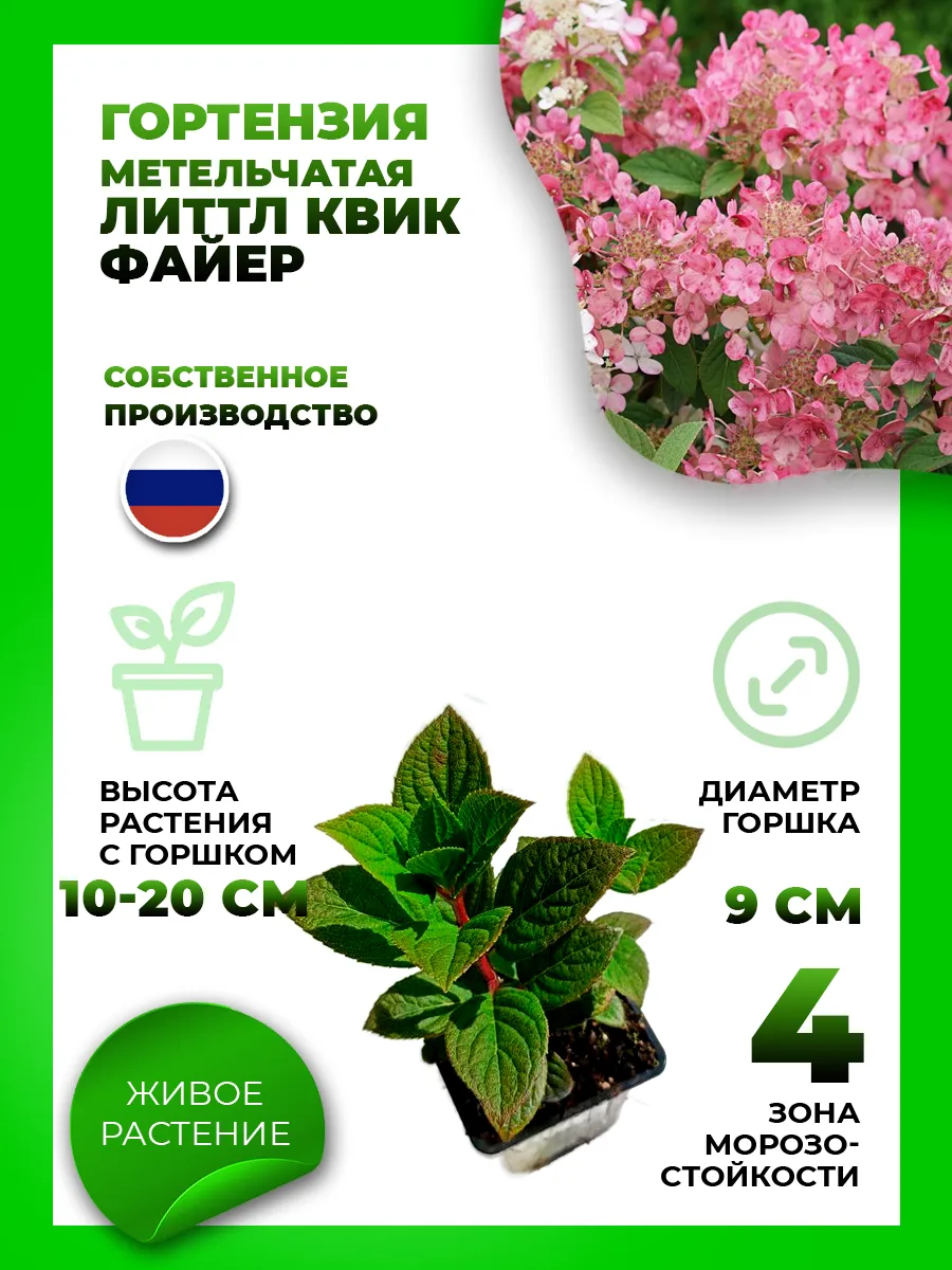 Гортензия метельчатая Литтл Квик Файер