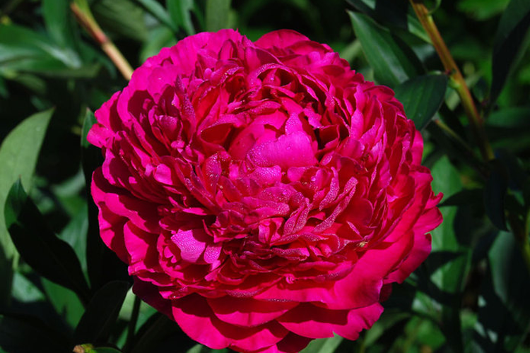 Пионы сорт канзас фото Пион молочноцветковый Канзас (Paeonia laktiflora Kansas) С5 - Питомник Летний са